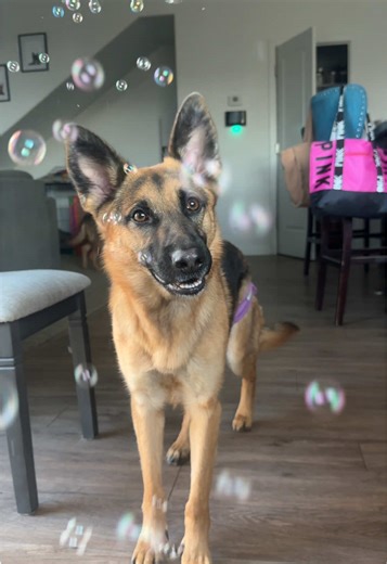 bubbles:1 stormi:0 🤣 #germanshepherdsoftiktok #megaesophagusawareness #dogsoftiktok #stormi #fyp