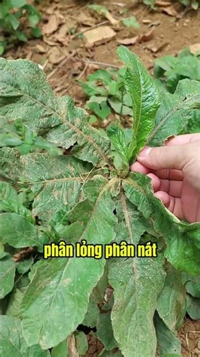 How to Stop Constant Diarrhea with 3 Medicinal Plants #stomachpain #acidreflux #herbalremedy