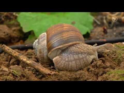 Sachgeschichte - Schneckenhaus