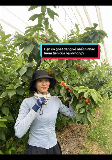 Có người lại ghét bỏ dáng vẻ nhếch nhác kiếm tiền của chính mình. Thay vào, tại sao bạn lại không hãnh diện vì chính dáng vẻ ấy khiến cho bản thân bạn tự do, độc lập hơn. Làm việc chân chính, tiêu tiền chính mình làm ra không có gì đáng tự hào hơn.#nevergiveup #workingholiday#tasmania #cherry #australia#australiaker #nongnghiep #2025#viral