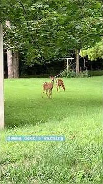 Why deer stumps its foot ? @ My backyard