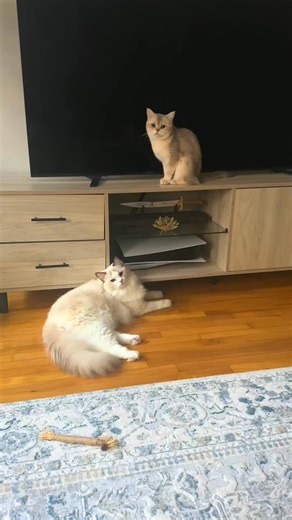 When the mice plot their escape, but the kitty is always watching. 🐱🧀 #HomeAdventures #CatAndMouse | Tori Ford