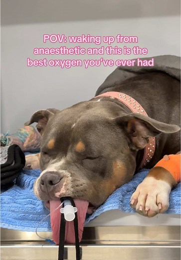 Tess Nolan on TikTok