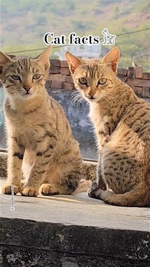 daily cat facts...𓃠𓃠𓃠 #cat #facts #subscribe #supportmychannel