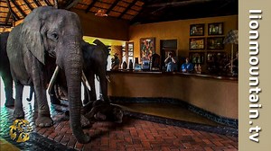 Every Spring a Herd of Elephants Walks Through this Hotel’s Lobby