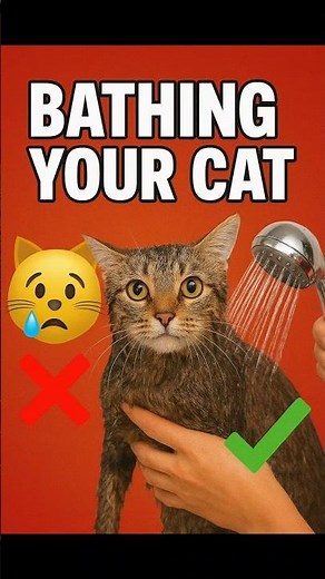 How to Bathe Your Cat Without Getting Scratched – 5 Easy Steps#cat #cutecat #adorablecats #shorts