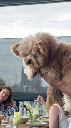 Meet Pomapoo Barney: The Adorable Mix Breed