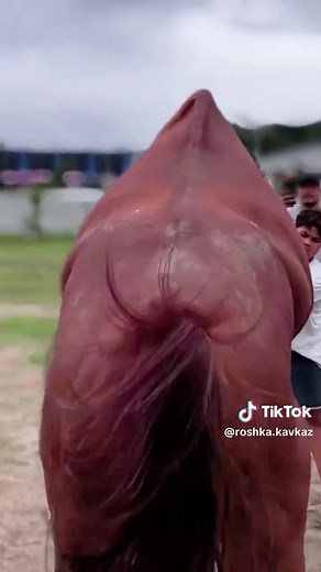 Horses Show Off Their Main Character Energy!