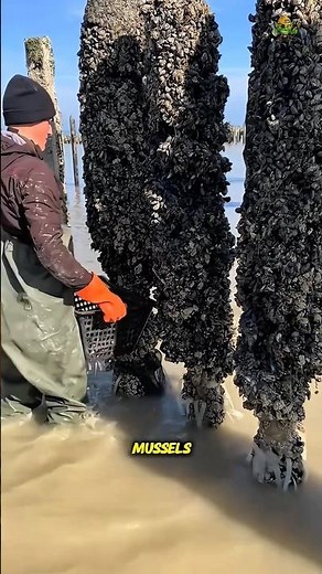 Automatic Mussel Harvesting Machine Explained