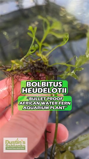 Bolbitus (BULLET PROOF) heudelotii, African Water Fern is available for sale! Who wants a mega hardy fern that can tolerate almost any conditions? You can thank our late friend, the botanical explorer of West Africa Jean-Pierre Heudelot. Our man Jean-Pierre found this cool plant and gave it the heudelotii name. These plants are coming to you DIRECTLY from Africa to Dustin's tanks and on to yours. Yep. These are the perfect plants for me to import and for you to keep in your aquarium... why? Firs