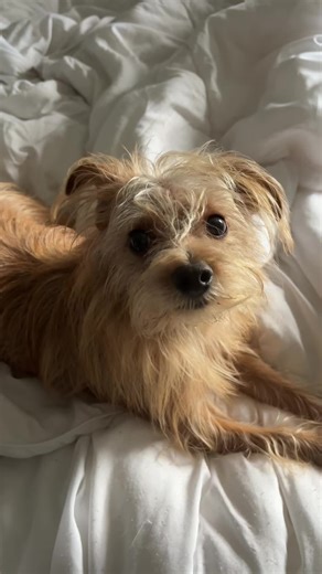 Creative Gingerbread Boy Decoy Breakfast Life Hack