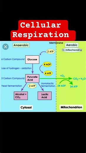 cellular respiration #aerobicrespiration #anaerobicrespiration #cellularrespiration #respiration