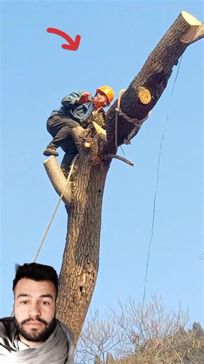 High-Risk Tree Cutting and Removal Services #treecutting #Arborist #SatisfyingVideos