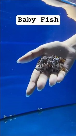 Baby Clown Fish | Fish Aquarium