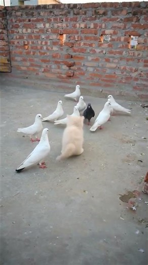 kabutar and cat viedo#birds#kabootar #pigeon