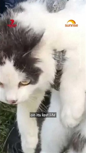 Russian prison officers catch cat being used as 'drug mule' for inmates