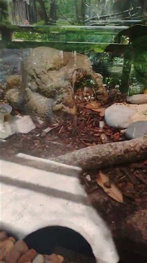 Python Snake 2 Busch Gardens