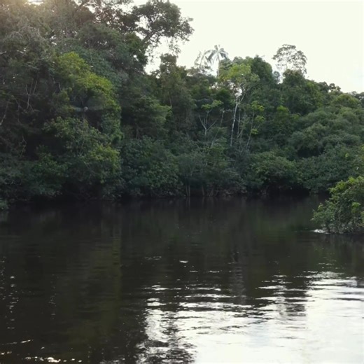 Africa’s Green Treasure: The Congo Basin Forest Did you know the Congo Basin is often called “the lungs of Africa” — and for good reason? It’s the world’s second-largest rainforest, stretching across six countries and absorbing more carbon than any other tropical forest on Earth. According to the World Bank (2025), its total forest asset value is a mind-blowing $23.2 trillion — that’s trillion, with a “T”! Yet, in 2020, African countries captured only $7.8 billion of that value. While nations li