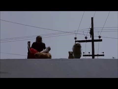 The Films of Alejandro González Iñárritu