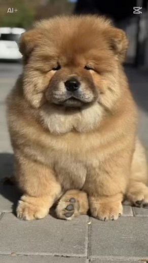 💃🏻 dancing chow 💃🏻 #chowchow #chowchowpuppy #chowchowworld #chow #chowchowlove #chowchowpuppies #puppylove #puppy #puppies #doglover #dog #pets | Xia Jovana Chow