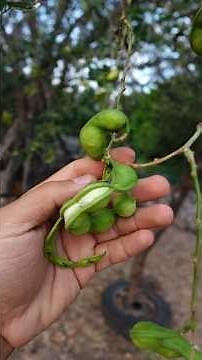 A tree laden with ripe, dried, or overripe guamúchiles #Mexicancountryside #fruits #exoticfruits
