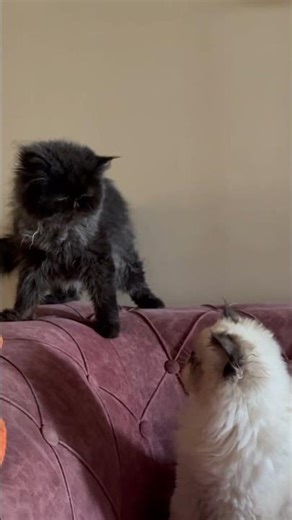 #music #dance #newmusic #cats #cat #crazz #catcomedy #comedy #beats #funny #instrumental #shorts