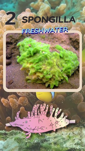 Animal Kingdom: Porifera NCERT Examples Trick! 🧽 #NEET2026 #reetmains2026