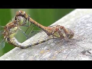 Dragonflies mating at Saltholme RSPB (II)