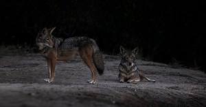 Campaign urges peaceful coexistence with coyotes in Massachusetts