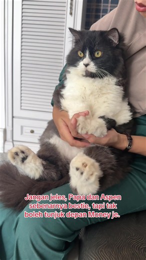 Nasib Bibik Mery Rakam Sikit: Bukti Aspen Kucing Kurap