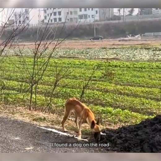 The dog is so emaciated that weighing only half of an adult dog,it eats cow dung to stave off hunger #animals #animalrescue #rescue #dog | Animal Shelter