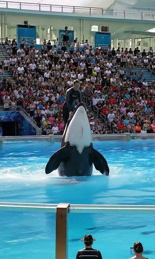 Smart Orcas, Smarter AI—The Deep Dive Into Captivity & Tech