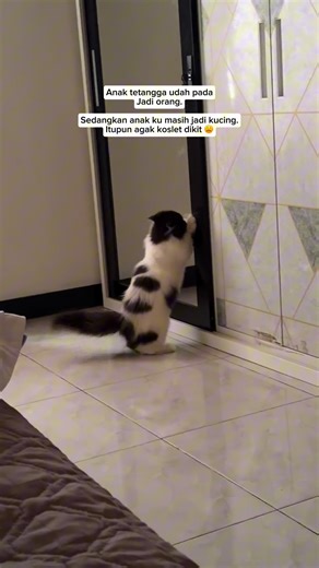 Kasian banget. Mana masih muda 🥺 #catlovers #catlover #funnycat #funnypet #music | Nurzamzam
