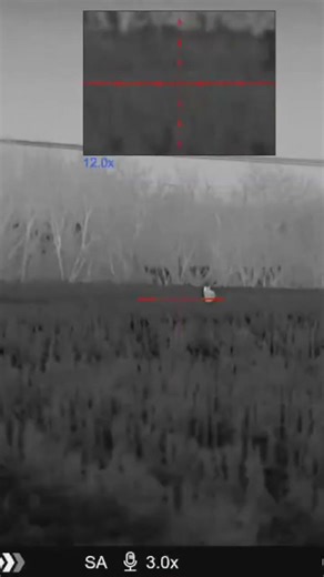 Thermal coyote hunting the breeding season