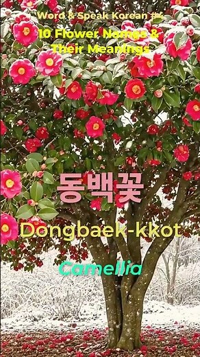 ❄️ WOW! This Korean Flower Blooms in the SNOW! ❤️ | Word & Speak Korean Shorts #4-1