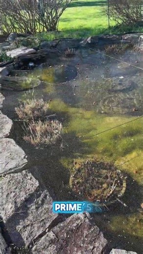 Columbia, MD Backyard Ponds "Before & After" Deep Cleans!