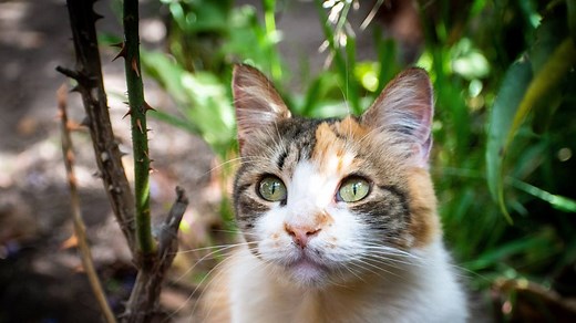 How to Get Rid of Hot Spots on Cats