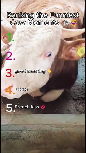 Cows Being HILARIOUS 🐄😂 #funnycows #animalranking #shorts