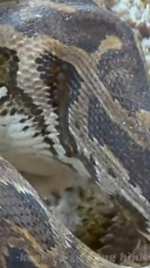 Exo Wildlife on Reels