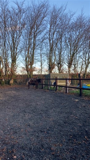 Safe to say the goat fencing is working! Sorry Ned 😅 | BF Equine Services