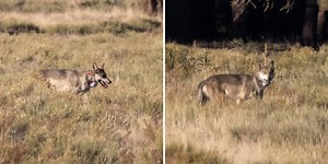 Mexican wolf found dead near Flagstaff; $100K reward for info leading to conviction