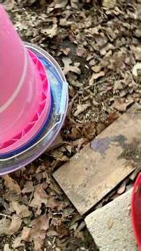 Making a 5 gallon chicken waterer for less than $20.