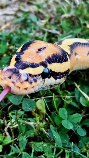 Have you bought a snake from us yet?