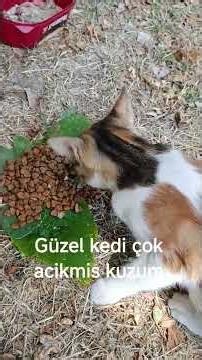 Very hungry calico cat