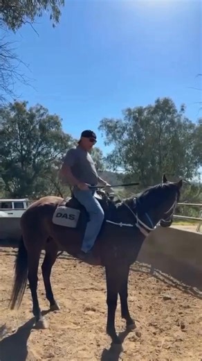 As reported to the NSW Racing Integrity Unit: Please find attached a video featuring licenced trainer Daniel Stanley, owner of D.A.S. Racing, Breaking and Pre-Training in Grafton NSW, demonstrating to a new staff member how to break in a racehorse. On behalf of the Coalition for the Protection of Racehorses, I hereby wish to report the abusive treatment of the horse undertaken by Mr Stanley in the video. The horse is being violently forced to comply without even knowing what they are required to