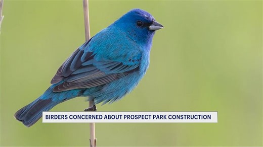 Brooklyn birdwatchers concerned about new construction inside Prospect Park