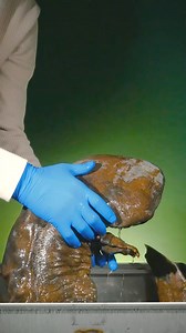 12 reactions | World's Biggest Salamander #salamander #animalfacts #foryou | Simpli-Ed | Facebook