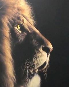 ‘The lion & the Firefly’ artwork 50% proceeds come back to GG to help the lions. Credit to @human.kind.photography @simon.fineart Simon Needham Photography | GG Conservation Glen Garriff