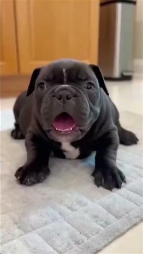 He Wore Loud Duck Slippers... Dad Almost Trashed Him #FunnyDogs #DogPrank #Chihuahua #AmericanBully