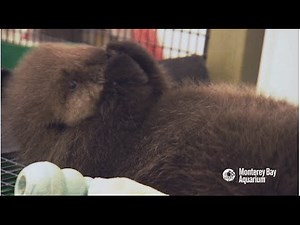 Saving Sea Otter 696: Staying Fluffy
